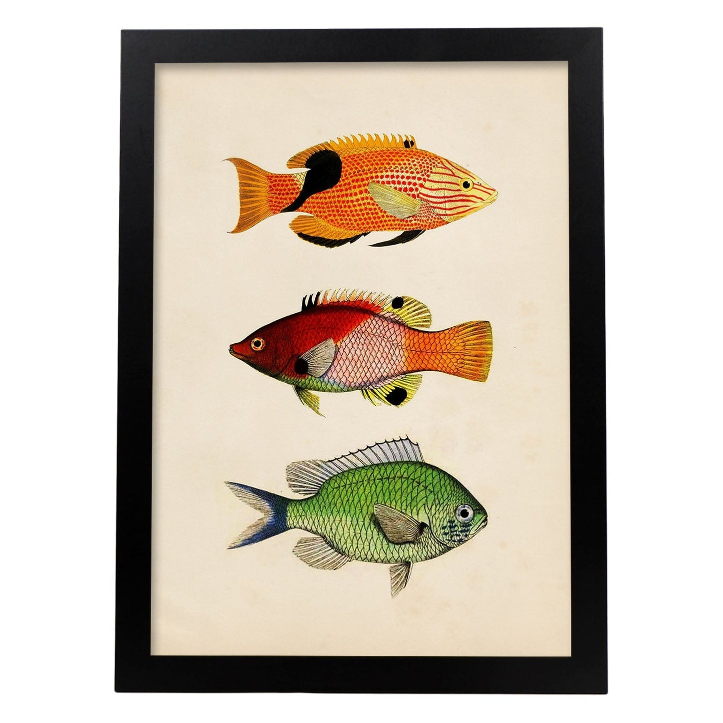 Lámina de tres peces naranja, negro rojo, verde en , fondo papel vintage.-Artwork-Nacnic-A3-Marco Negro-Nacnic Estudio SL