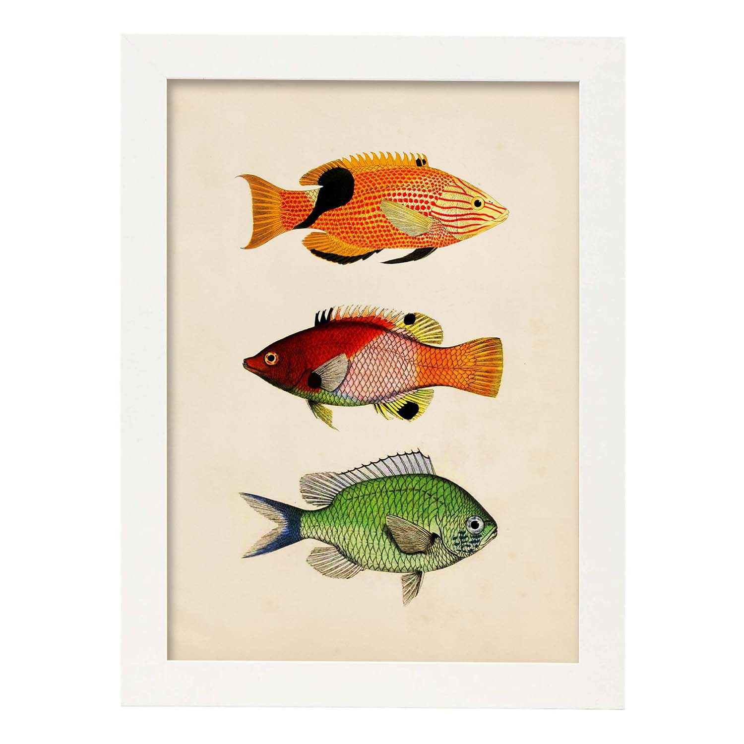 Lámina de tres peces naranja, negro rojo, verde en , fondo papel vintage.-Artwork-Nacnic-A4-Marco Blanco-Nacnic Estudio SL