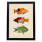 Lámina de tres peces naranja, negro rojo, verde en , fondo papel vintage.-Artwork-Nacnic-A4-Marco Negro-Nacnic Estudio SL