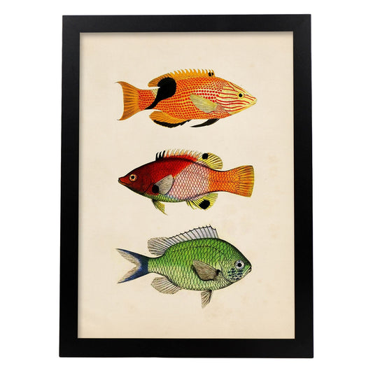 Lámina de tres peces naranja, negro rojo, verde en , fondo papel vintage.-Artwork-Nacnic-A4-Marco Negro-Nacnic Estudio SL
