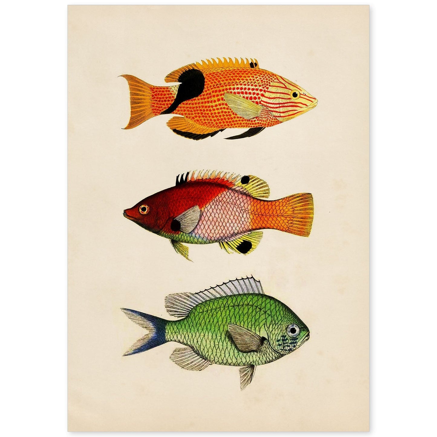 Lámina de tres peces naranja, negro rojo, verde en , fondo papel vintage.-Artwork-Nacnic-A4-Sin marco-Nacnic Estudio SL