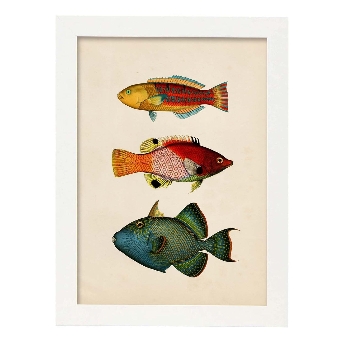 Lámina de tres peces naranja, rojo, azul, verde y amarillo en , fondo papel vintage.-Artwork-Nacnic-A3-Marco Blanco-Nacnic Estudio SL