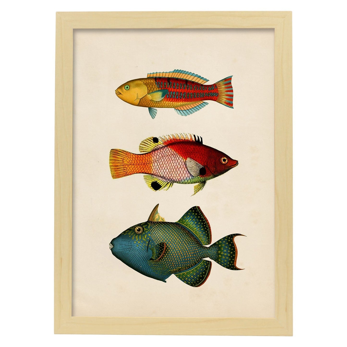 Lámina de tres peces naranja, rojo, azul, verde y amarillo en , fondo papel vintage.-Artwork-Nacnic-A3-Marco Madera clara-Nacnic Estudio SL