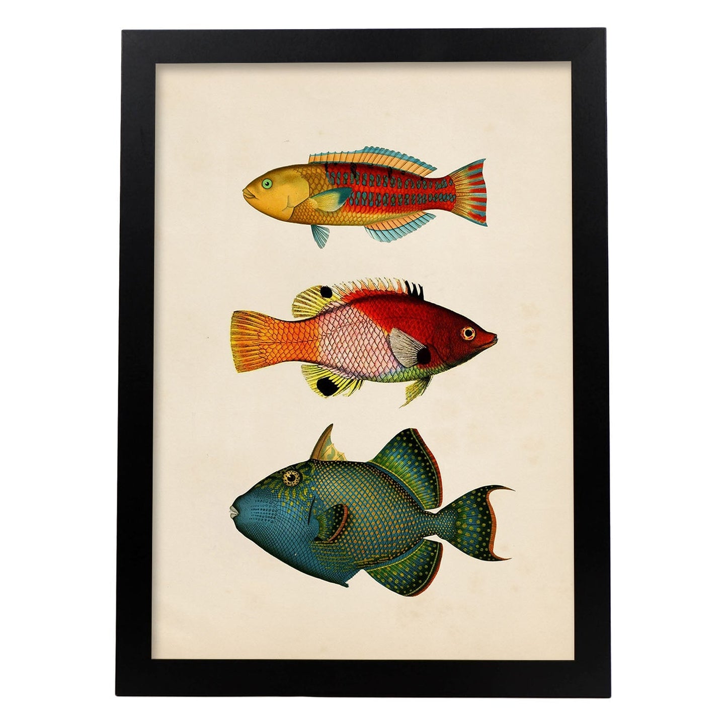Lámina de tres peces naranja, rojo, azul, verde y amarillo en , fondo papel vintage.-Artwork-Nacnic-A3-Marco Negro-Nacnic Estudio SL