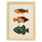 Lámina de tres peces naranja, rojo, azul, verde y amarillo en , fondo papel vintage.-Artwork-Nacnic-A4-Marco Madera clara-Nacnic Estudio SL