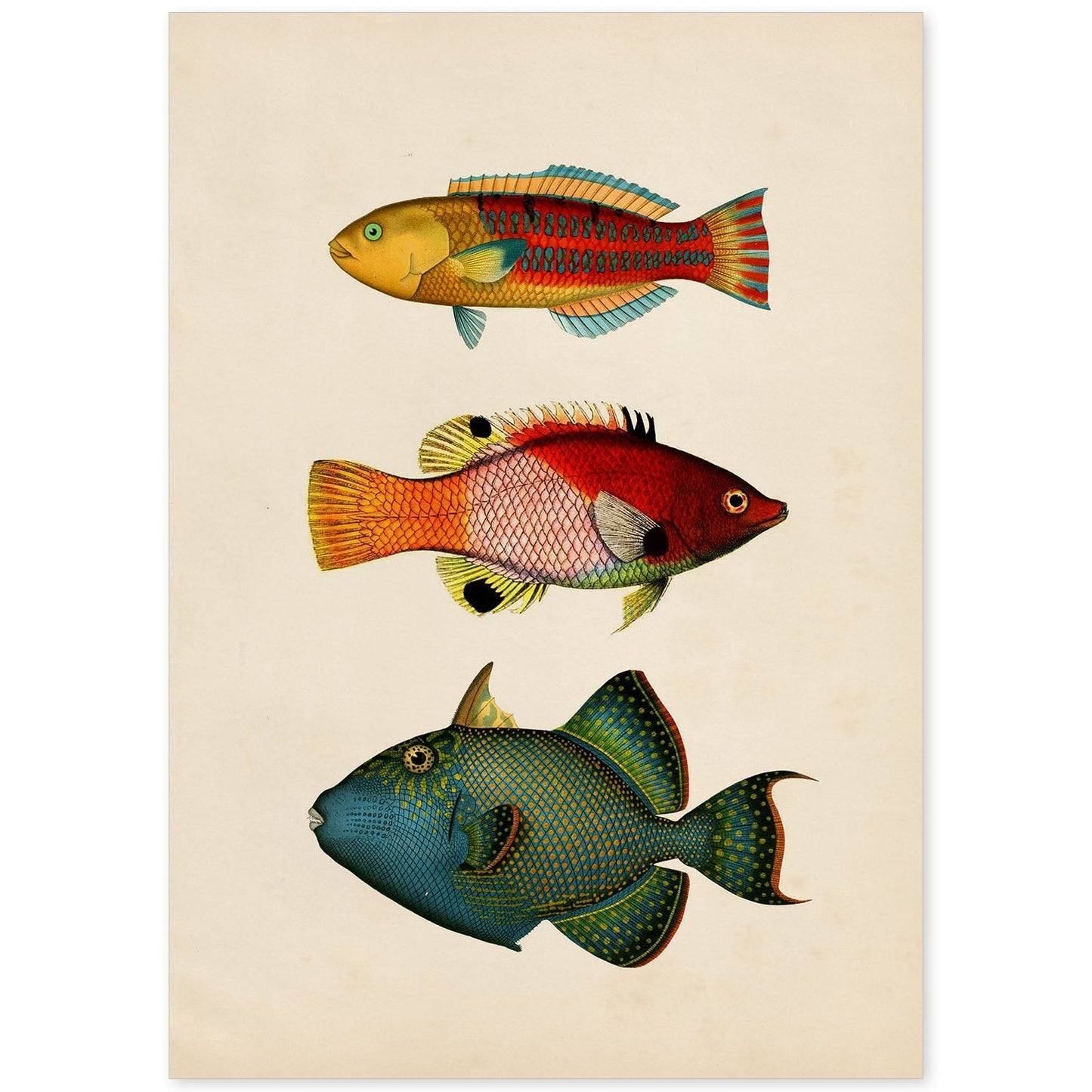 Lámina de tres peces naranja, rojo, azul, verde y amarillo en , fondo papel vintage.-Artwork-Nacnic-A4-Sin marco-Nacnic Estudio SL