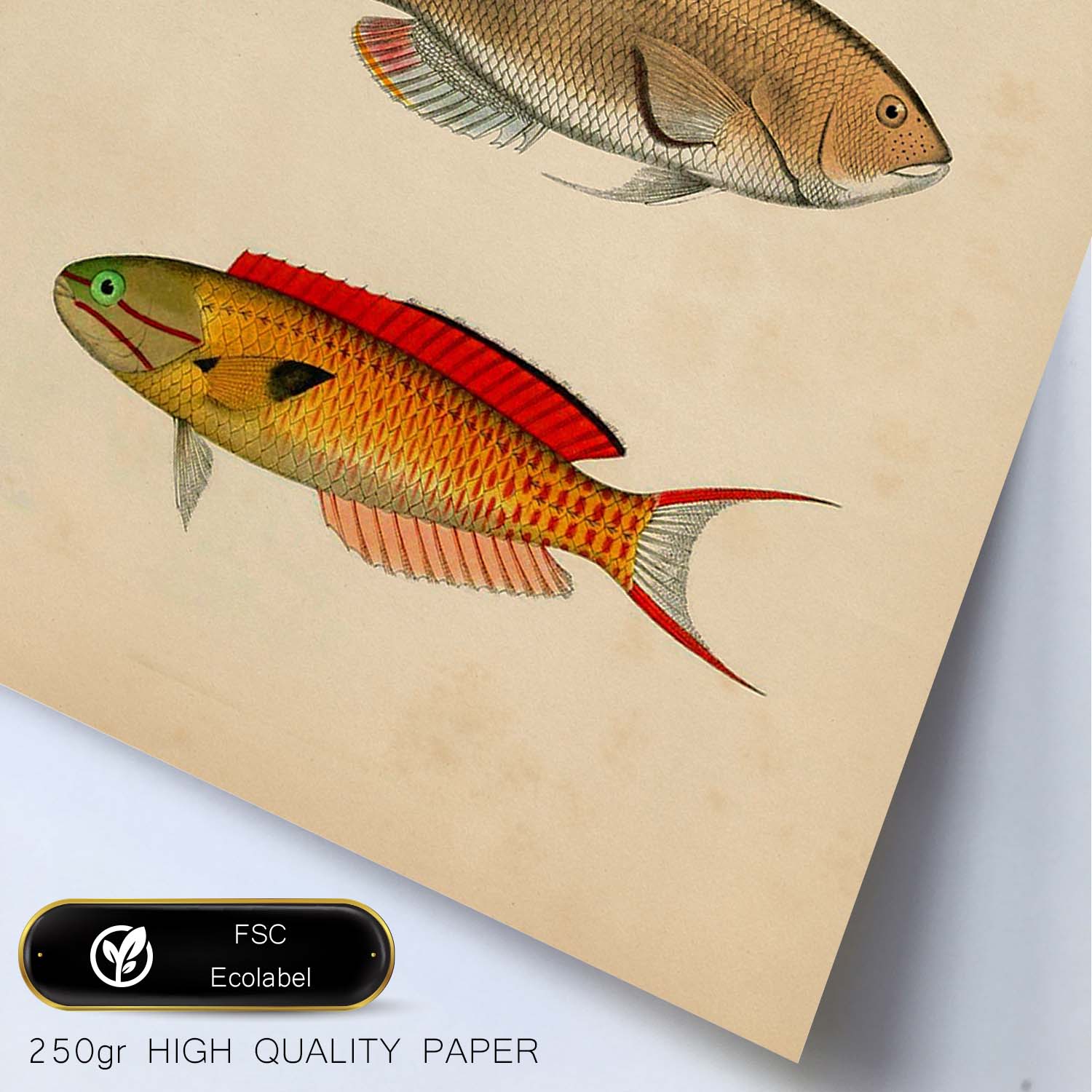 Lámina de tres peces naranja, verde, beige y rojo en , fondo papel vintage.-Artwork-Nacnic-Nacnic Estudio SL