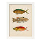 Lámina de tres peces naranja, verde, beige y rojo en , fondo papel vintage.-Artwork-Nacnic-A3-Marco Blanco-Nacnic Estudio SL