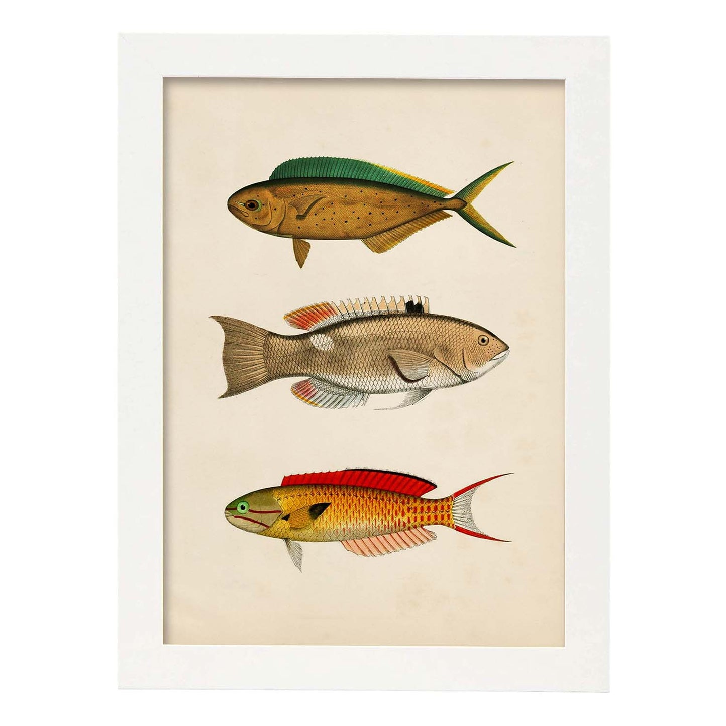 Lámina de tres peces naranja, verde, beige y rojo en , fondo papel vintage.-Artwork-Nacnic-A3-Marco Blanco-Nacnic Estudio SL