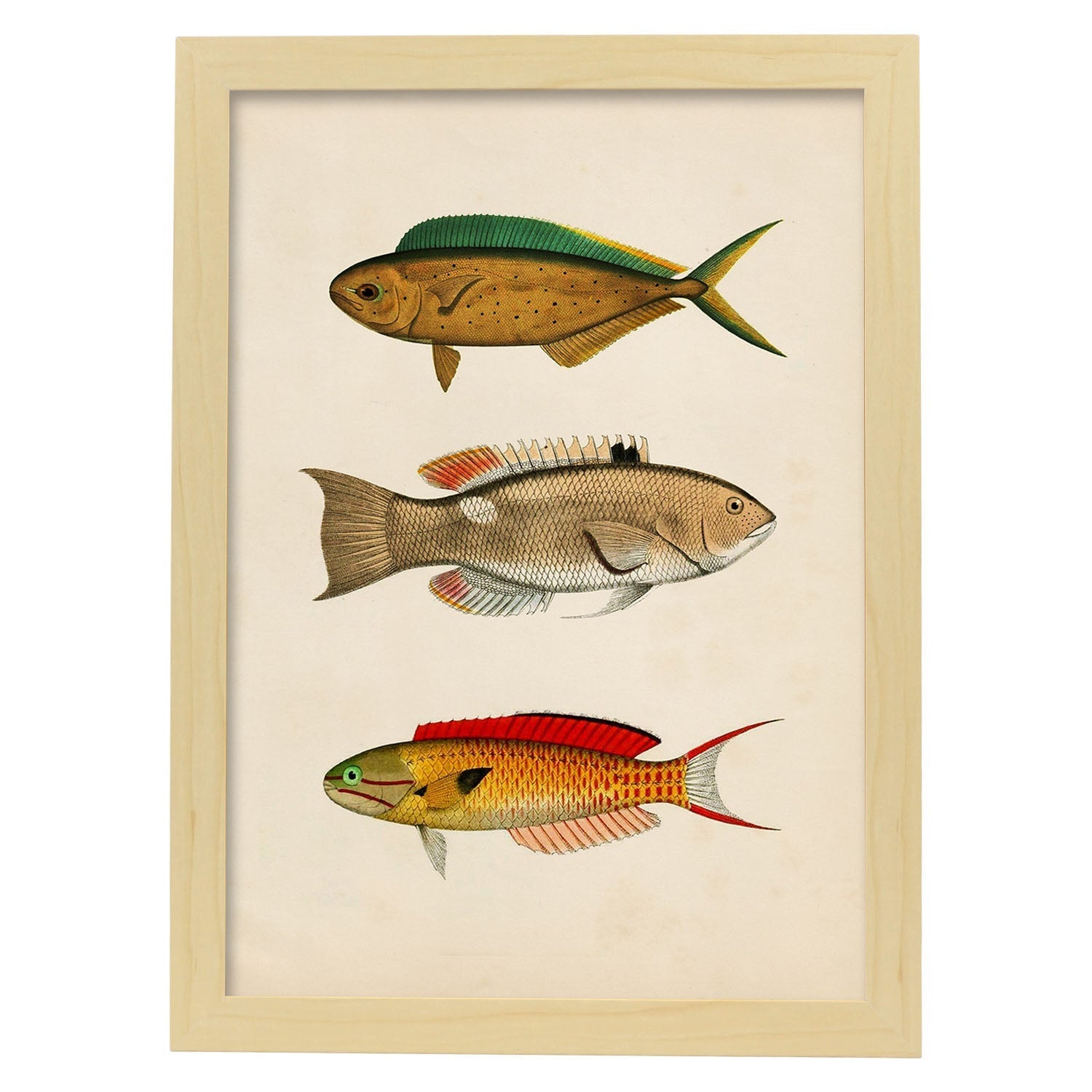 Lámina de tres peces naranja, verde, beige y rojo en , fondo papel vintage.-Artwork-Nacnic-A3-Marco Madera clara-Nacnic Estudio SL