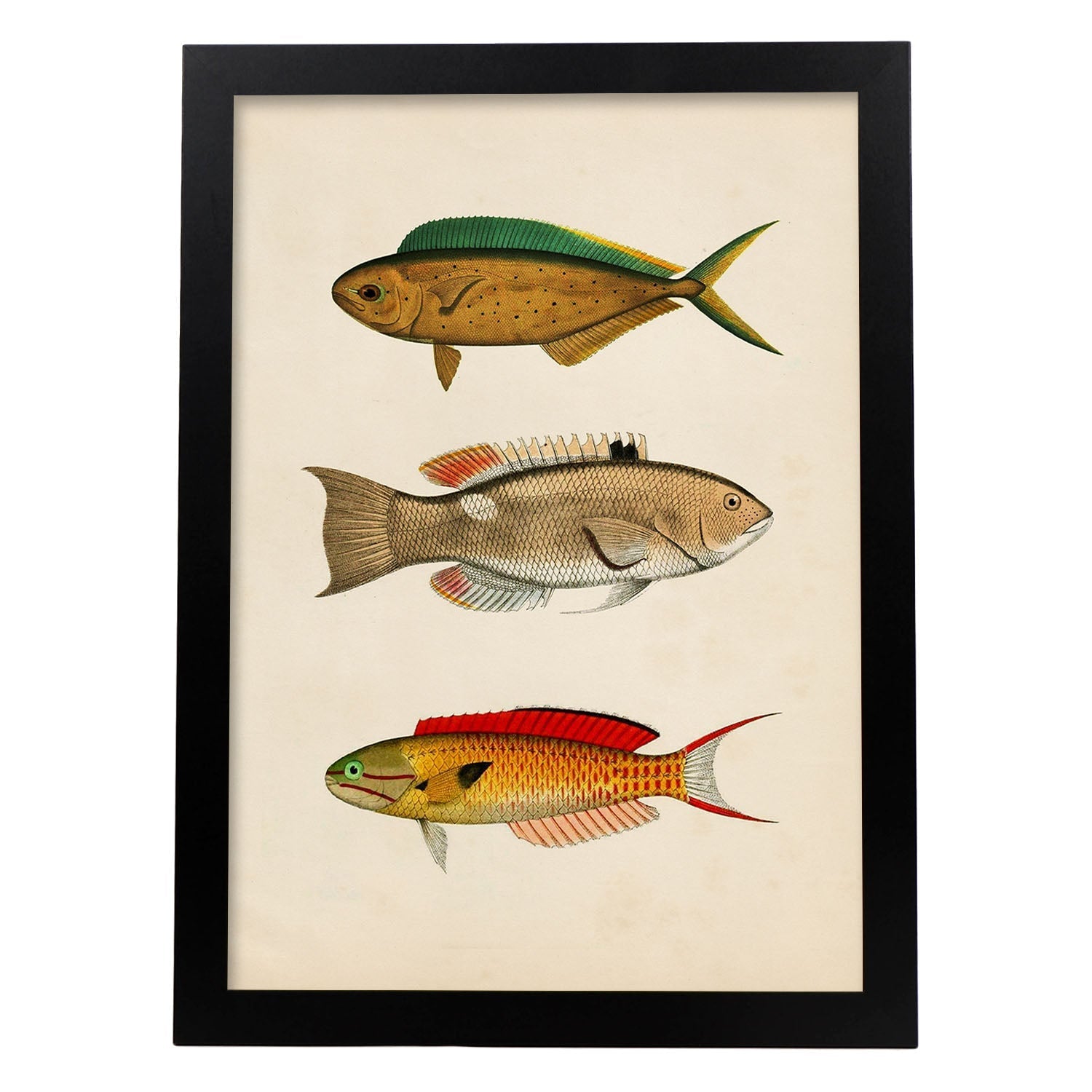 Lámina de tres peces naranja, verde, beige y rojo en , fondo papel vintage.-Artwork-Nacnic-A3-Marco Negro-Nacnic Estudio SL