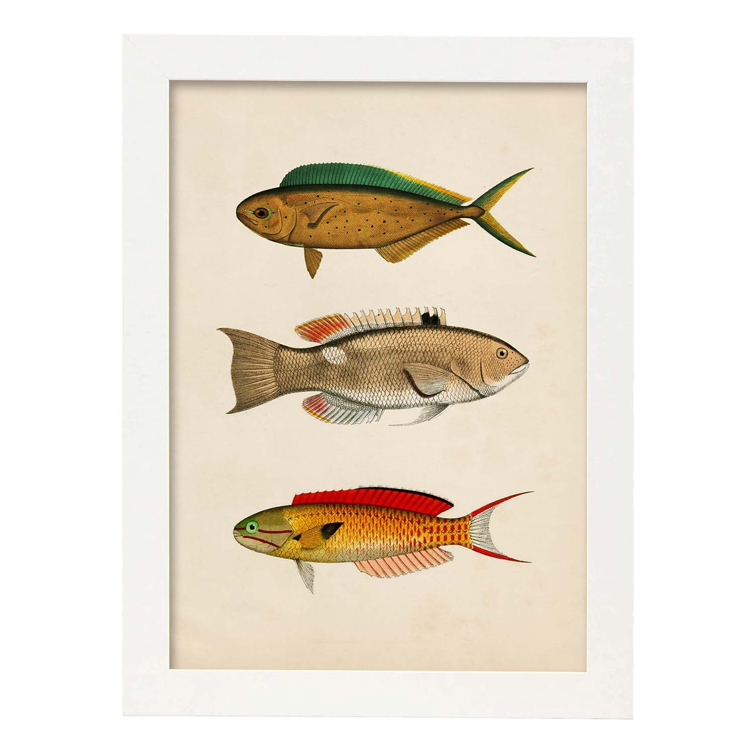 Lámina de tres peces naranja, verde, beige y rojo en , fondo papel vintage.-Artwork-Nacnic-A4-Marco Blanco-Nacnic Estudio SL