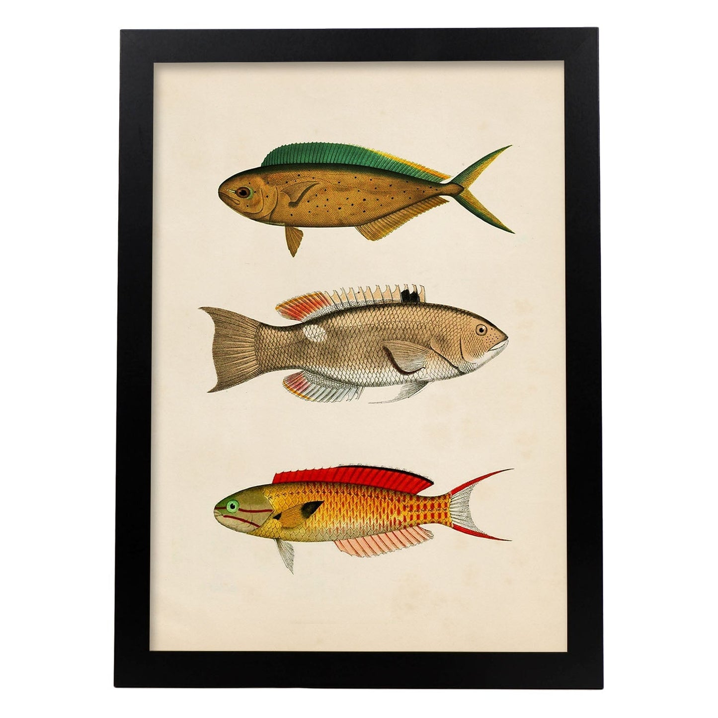 Lámina de tres peces naranja, verde, beige y rojo en , fondo papel vintage.-Artwork-Nacnic-A4-Marco Negro-Nacnic Estudio SL