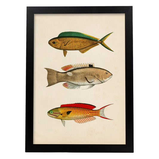 Lámina de tres peces naranja, verde, beige y rojo en , fondo papel vintage.-Artwork-Nacnic-A4-Marco Negro-Nacnic Estudio SL