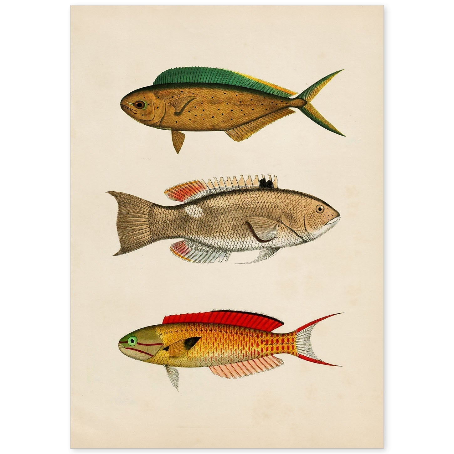 Lámina de tres peces naranja, verde, beige y rojo en , fondo papel vintage.-Artwork-Nacnic-A4-Sin marco-Nacnic Estudio SL