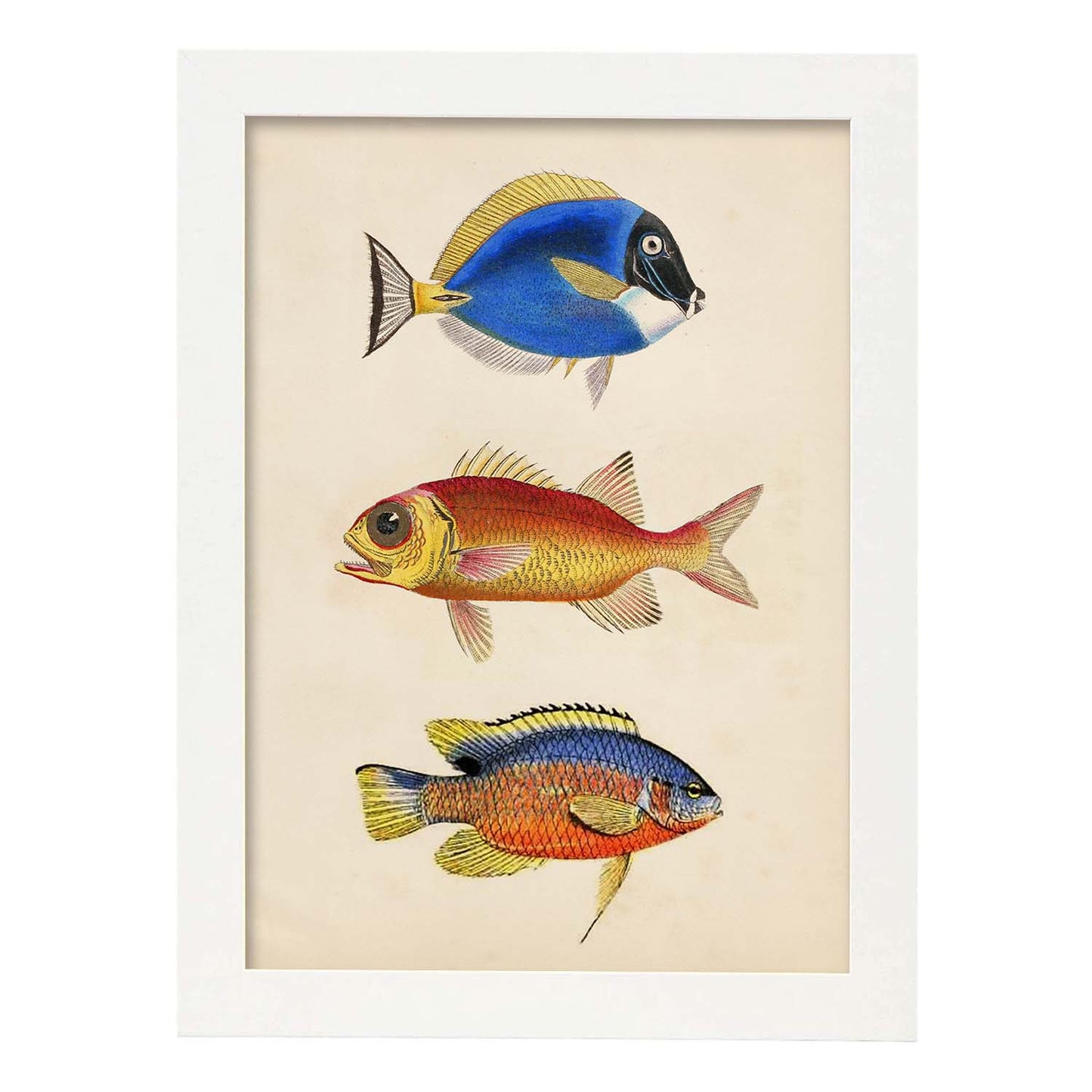 Lámina de tres peces naranjas, azules y amarillos en , fondo papel vintage.-Artwork-Nacnic-A3-Marco Blanco-Nacnic Estudio SL