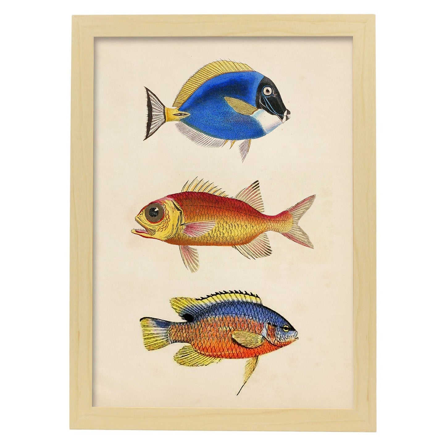Lámina de tres peces naranjas, azules y amarillos en , fondo papel vintage.-Artwork-Nacnic-A3-Marco Madera clara-Nacnic Estudio SL