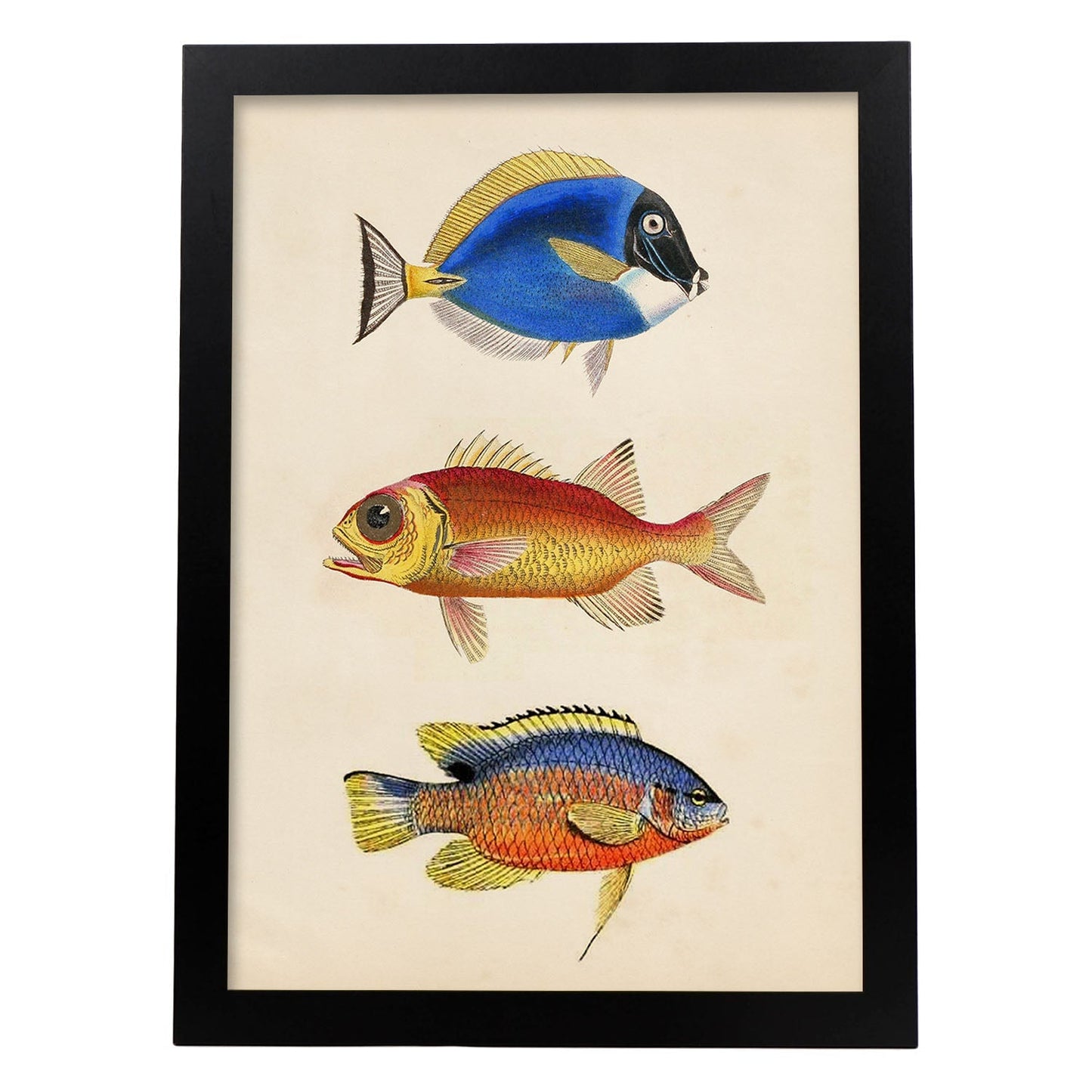 Lámina de tres peces naranjas, azules y amarillos en , fondo papel vintage.-Artwork-Nacnic-A3-Marco Negro-Nacnic Estudio SL
