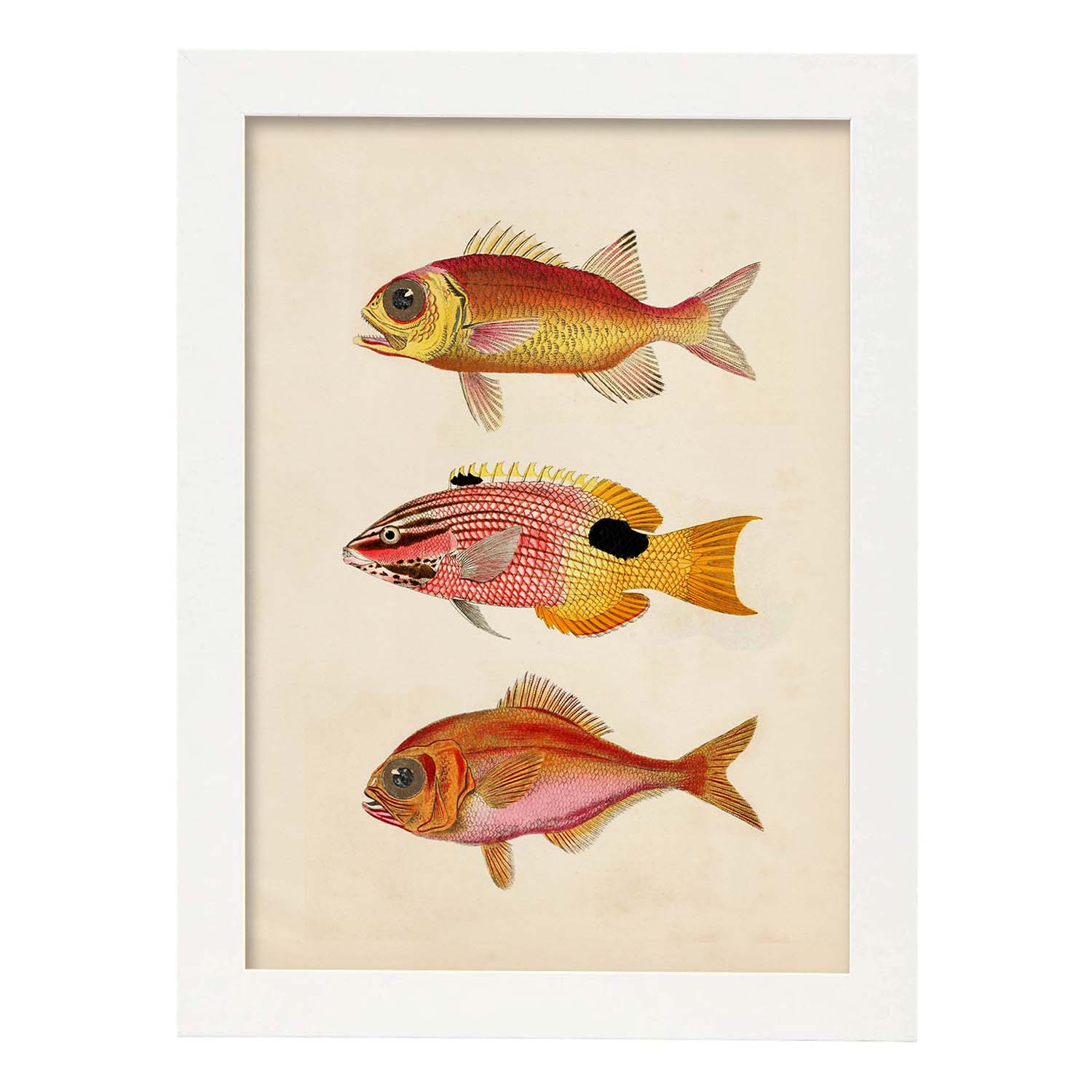 Lámina de tres peces naranjas, rojos y amarillos en , fondo papel vintage.-Artwork-Nacnic-A4-Marco Blanco-Nacnic Estudio SL