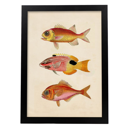 Lámina de tres peces naranjas, rojos y amarillos en , fondo papel vintage.-Artwork-Nacnic-A4-Marco Negro-Nacnic Estudio SL
