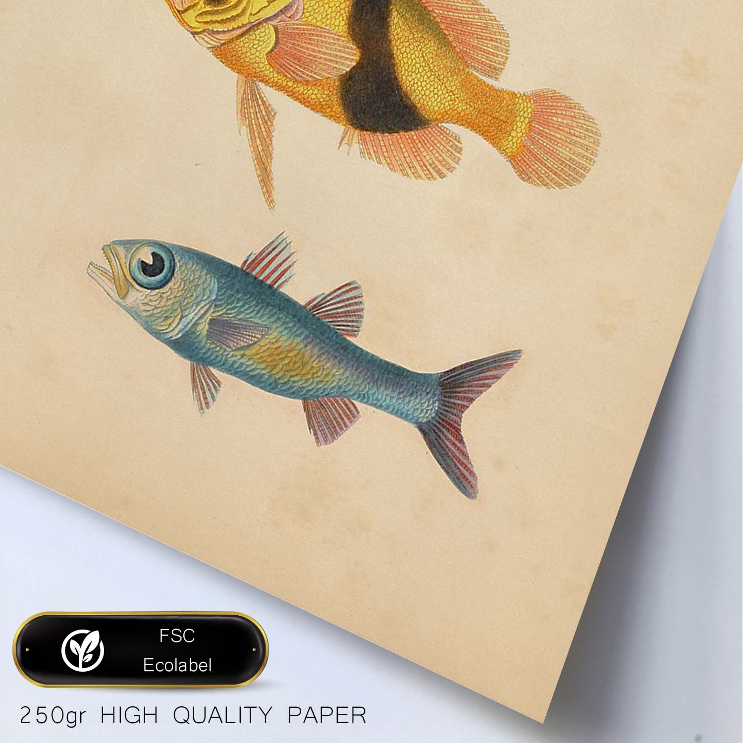 Lámina de tres peces rojo, amarillo, marron y azul en , fondo papel vintage.-Artwork-Nacnic-Nacnic Estudio SL