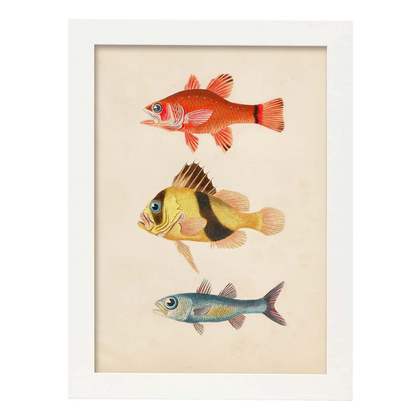 Lámina de tres peces rojo, amarillo, marron y azul en , fondo papel vintage.-Artwork-Nacnic-A3-Marco Blanco-Nacnic Estudio SL