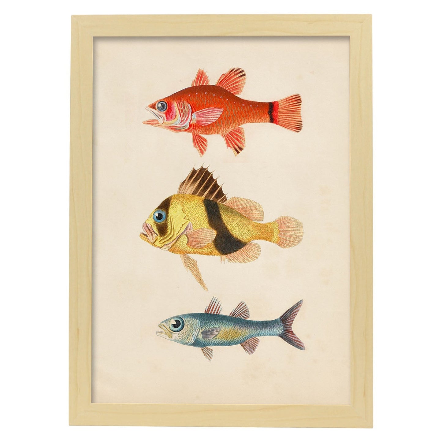 Lámina de tres peces rojo, amarillo, marron y azul en , fondo papel vintage.-Artwork-Nacnic-A3-Marco Madera clara-Nacnic Estudio SL