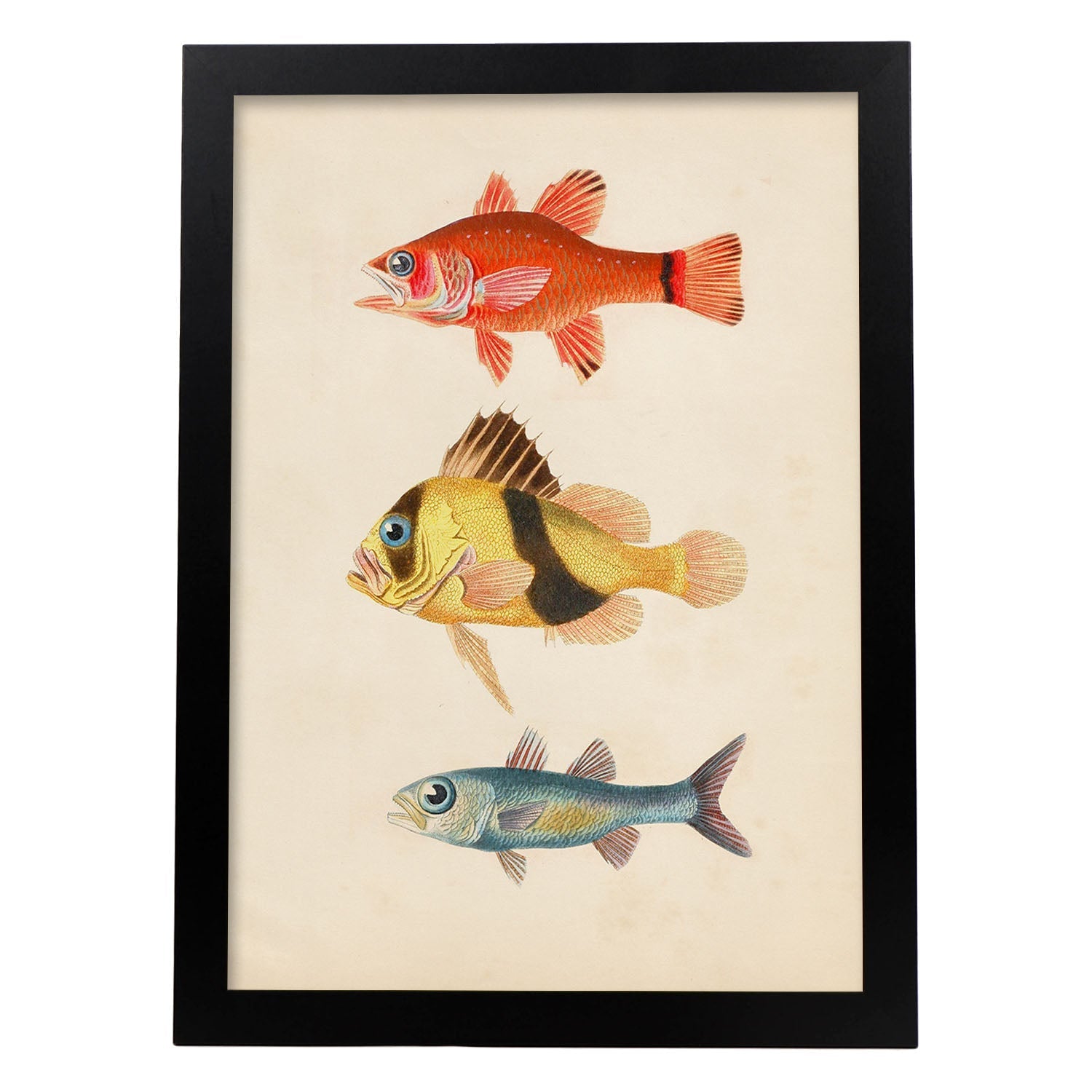 Lámina de tres peces rojo, amarillo, marron y azul en , fondo papel vintage.-Artwork-Nacnic-A3-Marco Negro-Nacnic Estudio SL