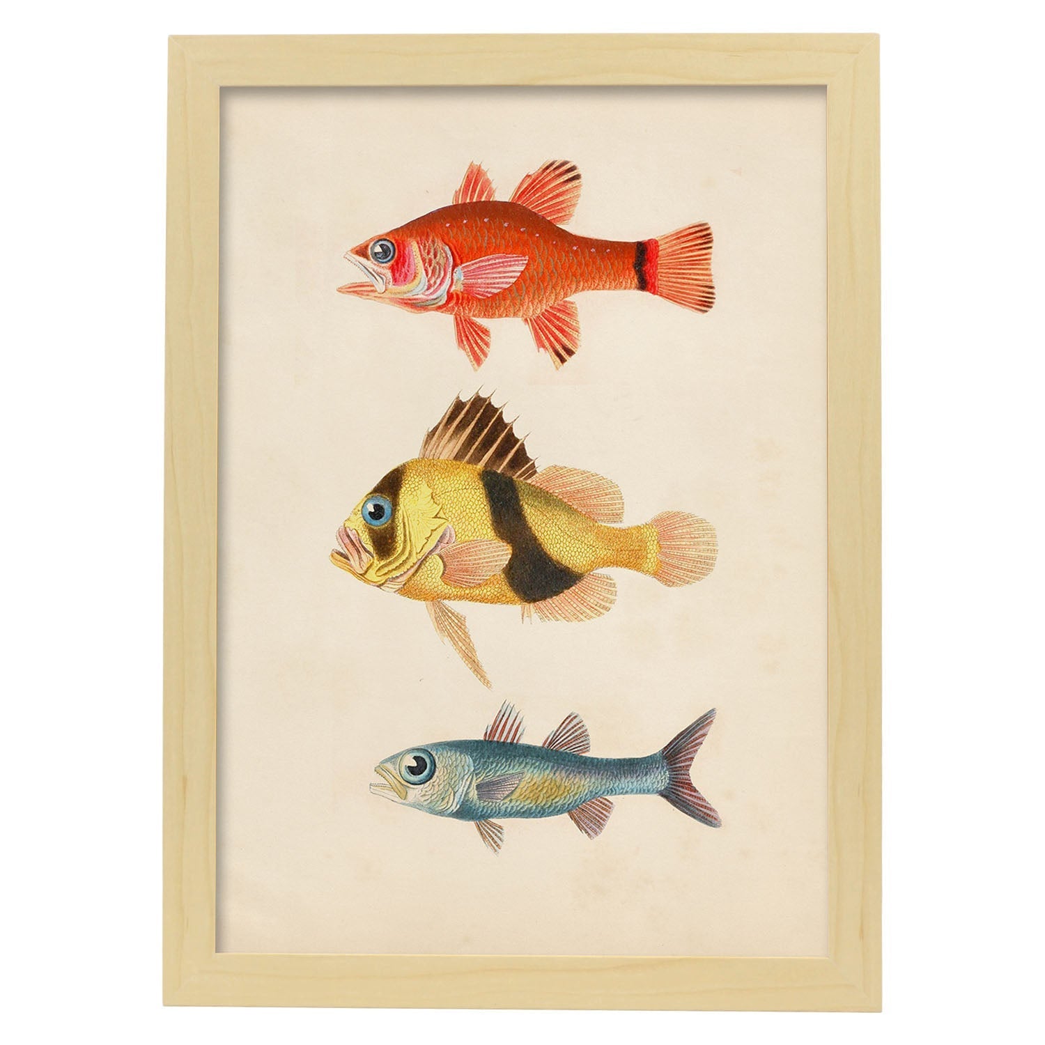 Lámina de tres peces rojo, amarillo, marron y azul en , fondo papel vintage.-Artwork-Nacnic-A4-Marco Madera clara-Nacnic Estudio SL