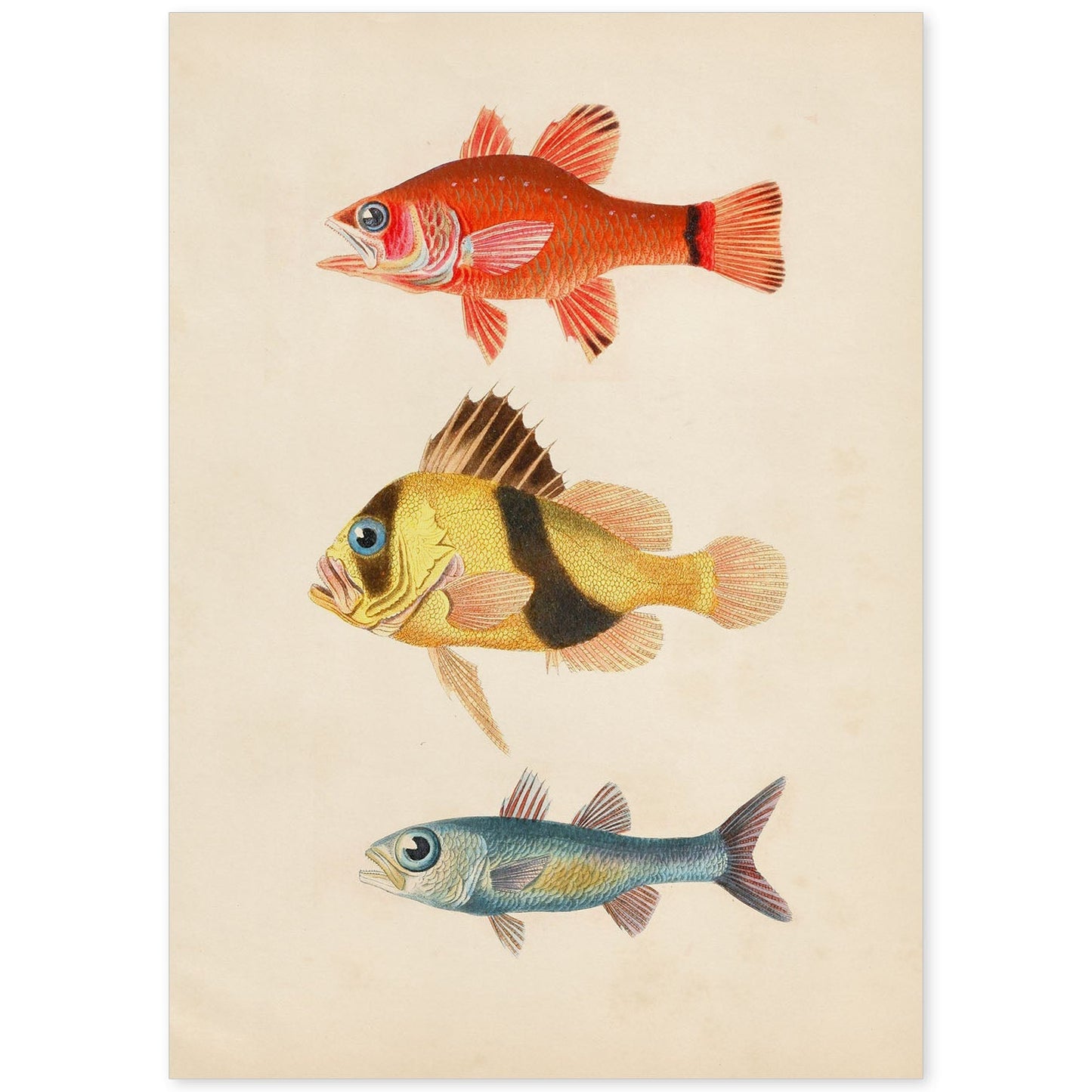 Lámina de tres peces rojo, amarillo, marron y azul en , fondo papel vintage.-Artwork-Nacnic-A4-Sin marco-Nacnic Estudio SL