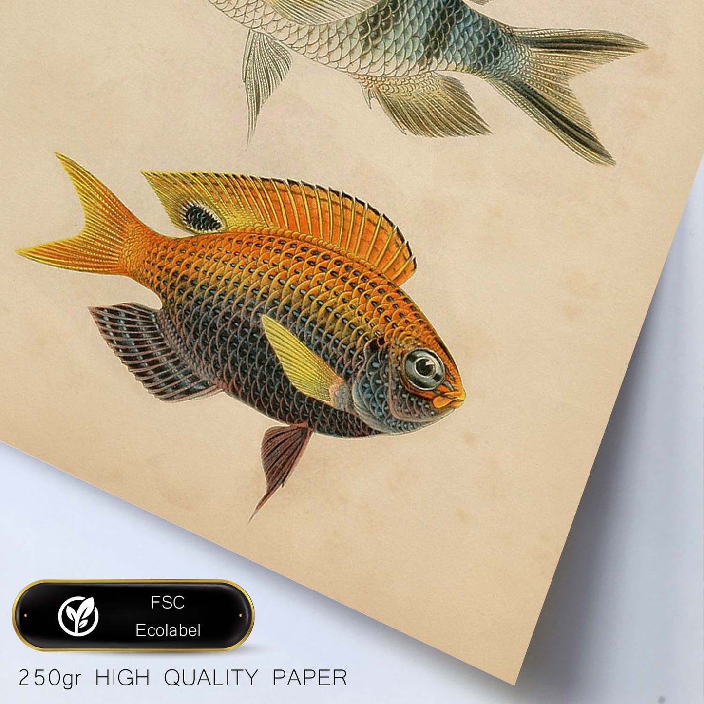 Lámina de tres peces rojo, azul, gris, naranja en , fondo papel vintage.-Artwork-Nacnic-Nacnic Estudio SL