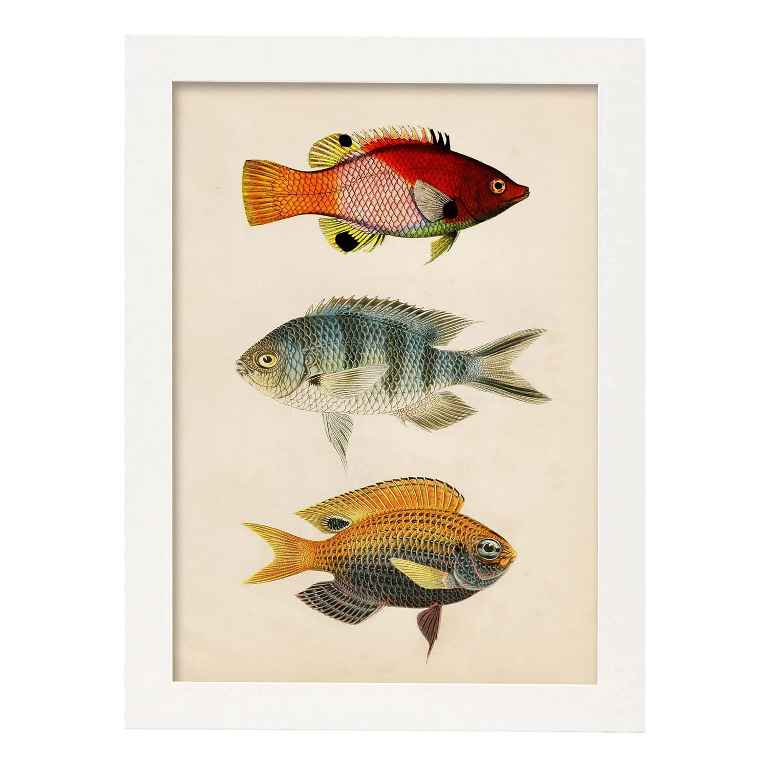 Lámina de tres peces rojo, azul, gris, naranja en , fondo papel vintage.-Artwork-Nacnic-A3-Marco Blanco-Nacnic Estudio SL