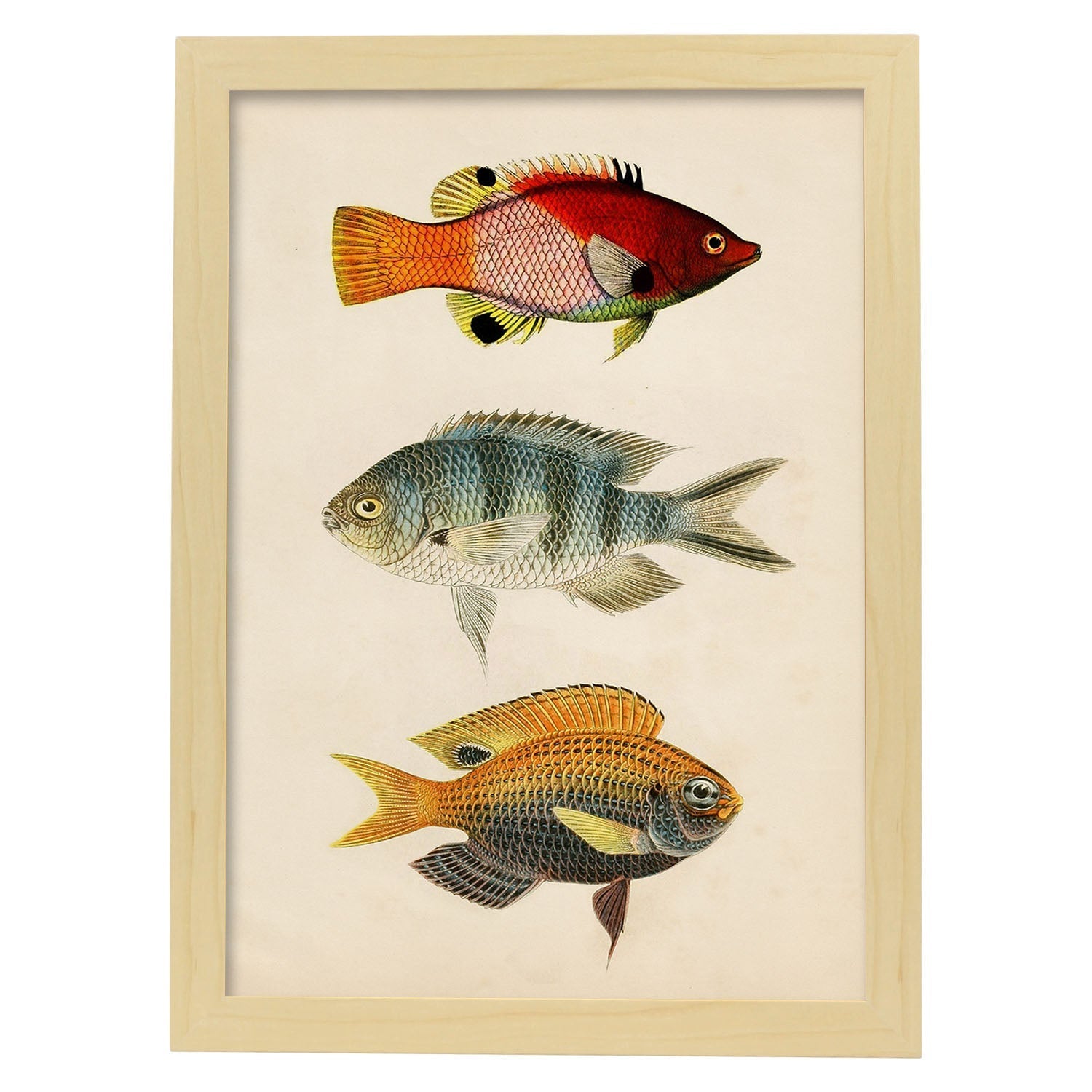Lámina de tres peces rojo, azul, gris, naranja en , fondo papel vintage.-Artwork-Nacnic-A3-Marco Madera clara-Nacnic Estudio SL