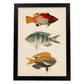Lámina de tres peces rojo, azul, gris, naranja en , fondo papel vintage.-Artwork-Nacnic-A3-Marco Negro-Nacnic Estudio SL