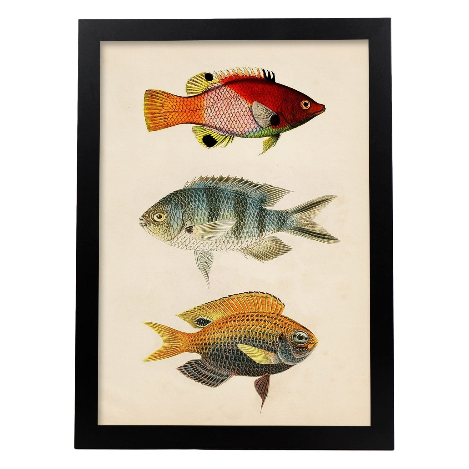 Lámina de tres peces rojo, azul, gris, naranja en , fondo papel vintage.-Artwork-Nacnic-A3-Marco Negro-Nacnic Estudio SL