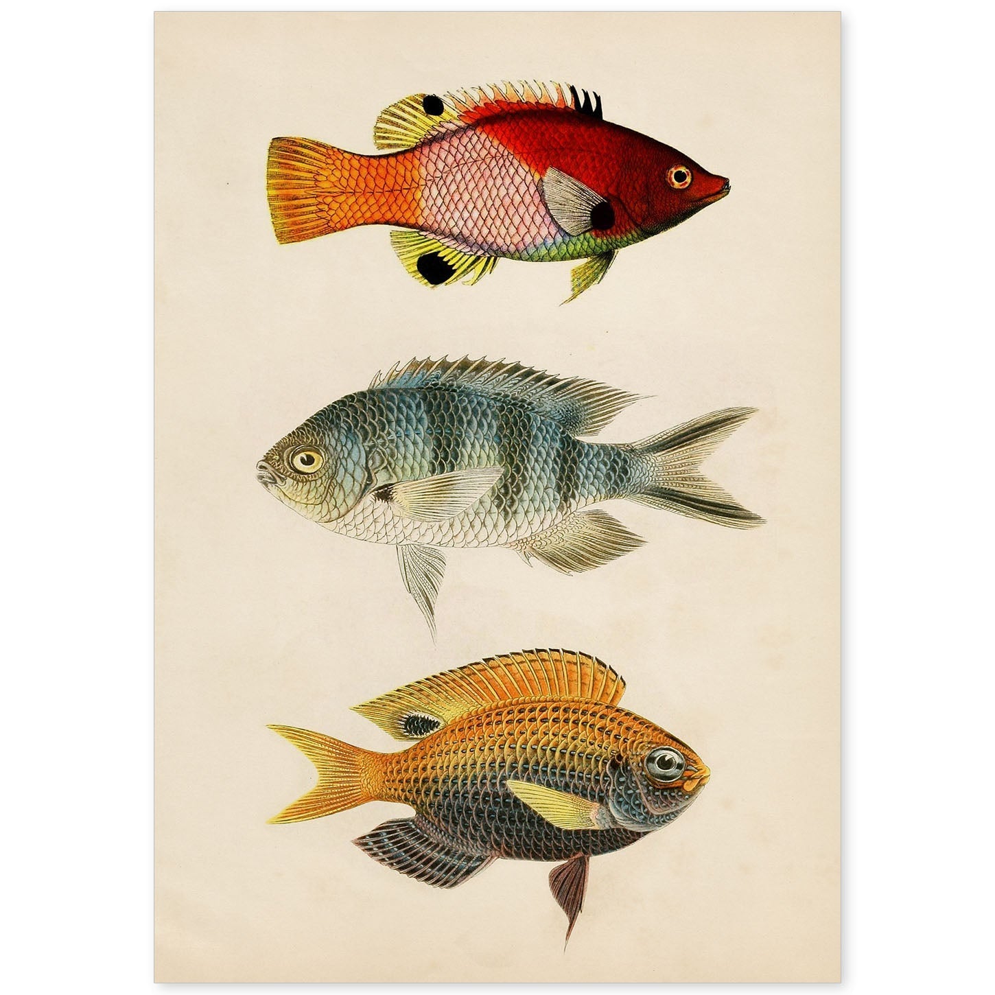 Lámina de tres peces rojo, azul, gris, naranja en , fondo papel vintage.-Artwork-Nacnic-A4-Sin marco-Nacnic Estudio SL