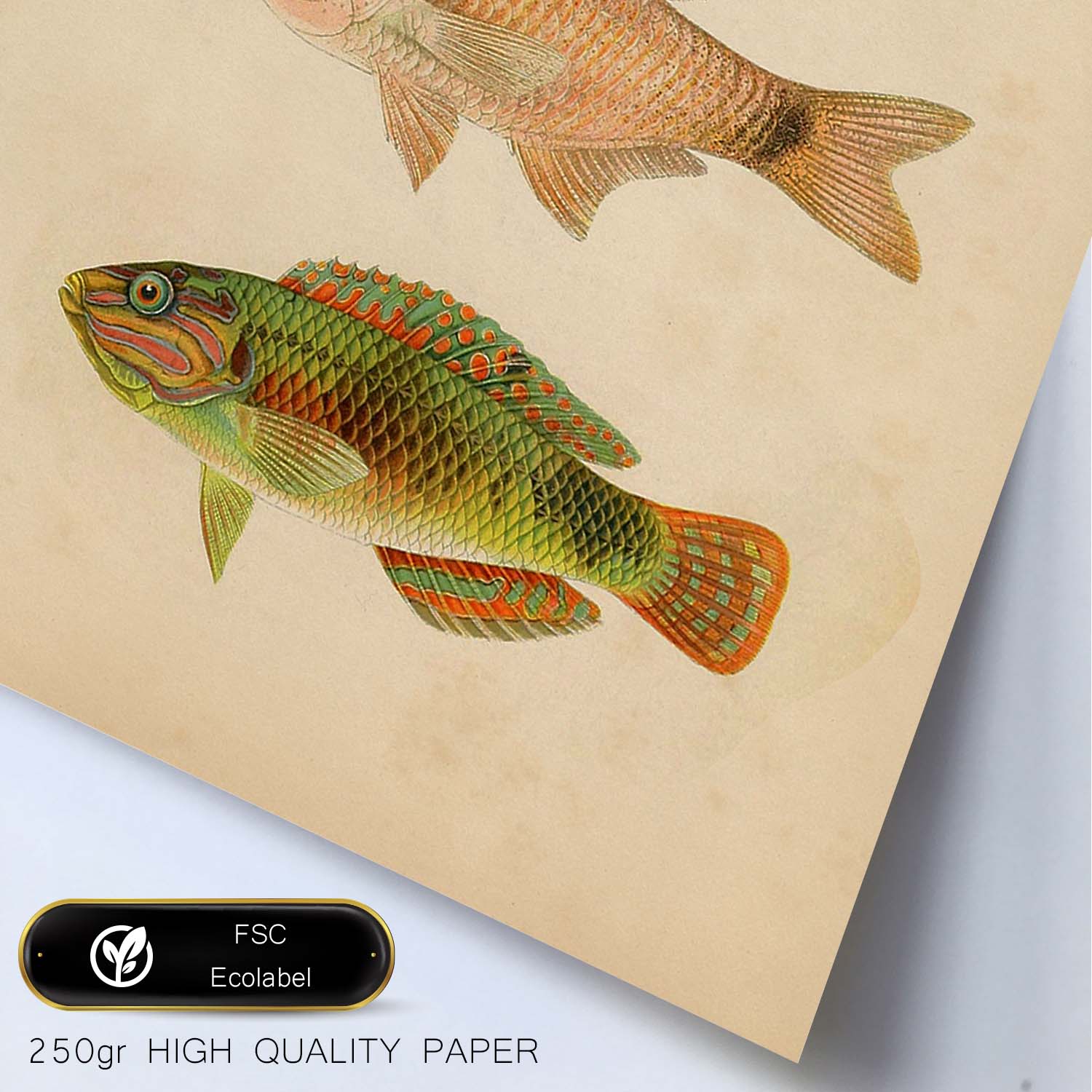 Lámina de tres peces verdes marron en , fondo papel vintage.-Artwork-Nacnic-Nacnic Estudio SL
