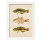 Lámina de tres peces verdes marron en , fondo papel vintage.-Artwork-Nacnic-A3-Marco Blanco-Nacnic Estudio SL