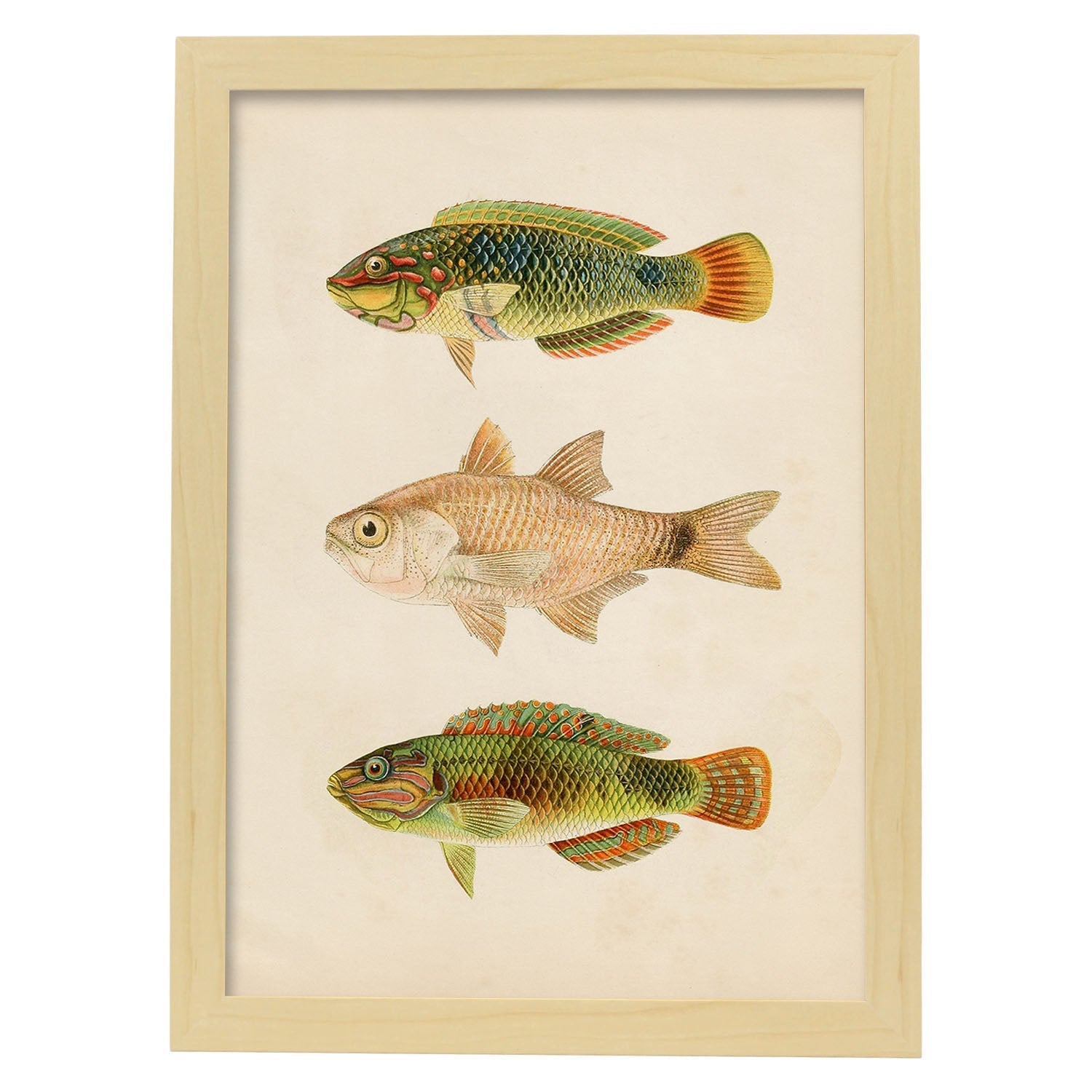 Lámina de tres peces verdes marron en , fondo papel vintage.-Artwork-Nacnic-A3-Marco Madera clara-Nacnic Estudio SL