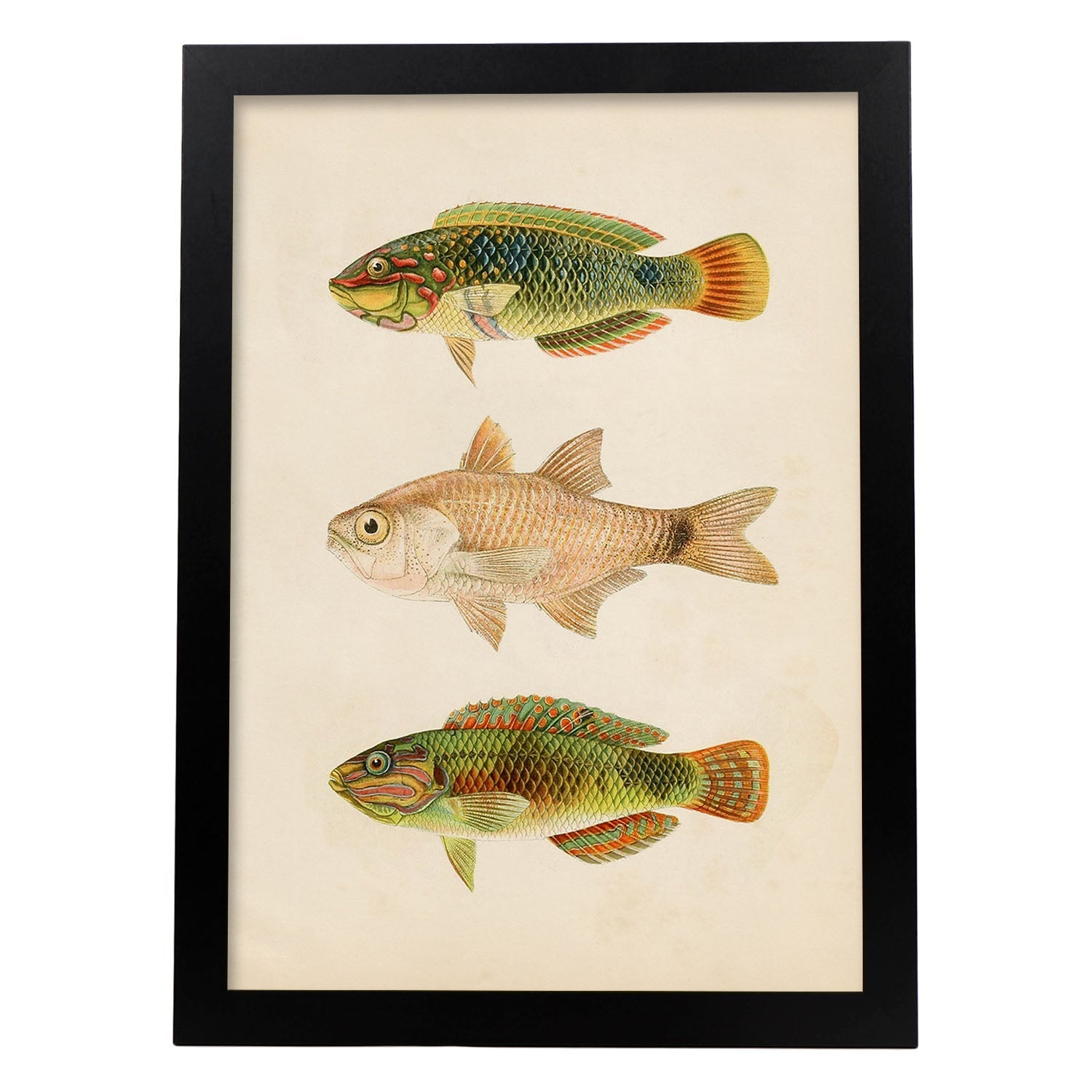 Lámina de tres peces verdes marron en , fondo papel vintage.-Artwork-Nacnic-A3-Marco Negro-Nacnic Estudio SL