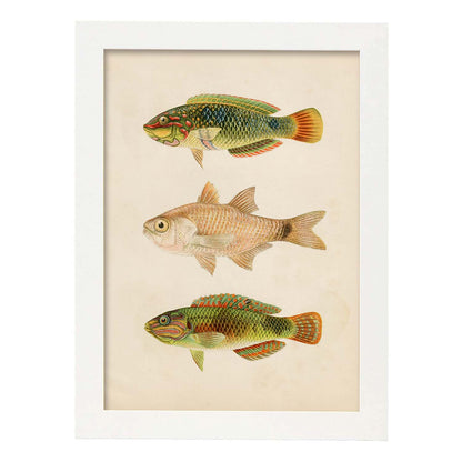 Lámina de tres peces verdes marron en , fondo papel vintage.-Artwork-Nacnic-A4-Marco Blanco-Nacnic Estudio SL