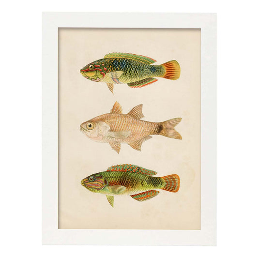 Lámina de tres peces verdes marron en , fondo papel vintage.-Artwork-Nacnic-A4-Marco Blanco-Nacnic Estudio SL