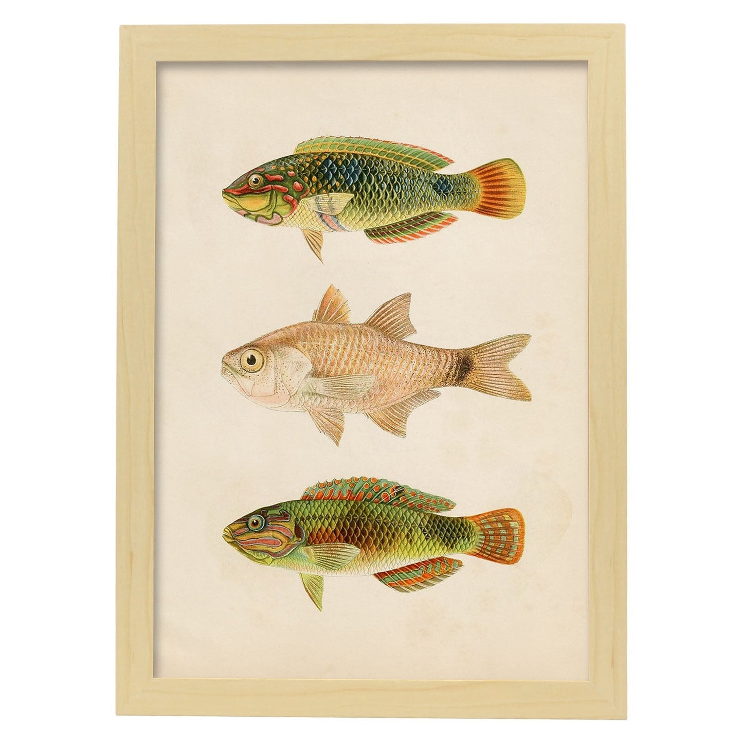 Lámina de tres peces verdes marron en , fondo papel vintage.-Artwork-Nacnic-A4-Marco Madera clara-Nacnic Estudio SL