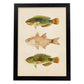 Lámina de tres peces verdes marron en , fondo papel vintage.-Artwork-Nacnic-A4-Marco Negro-Nacnic Estudio SL