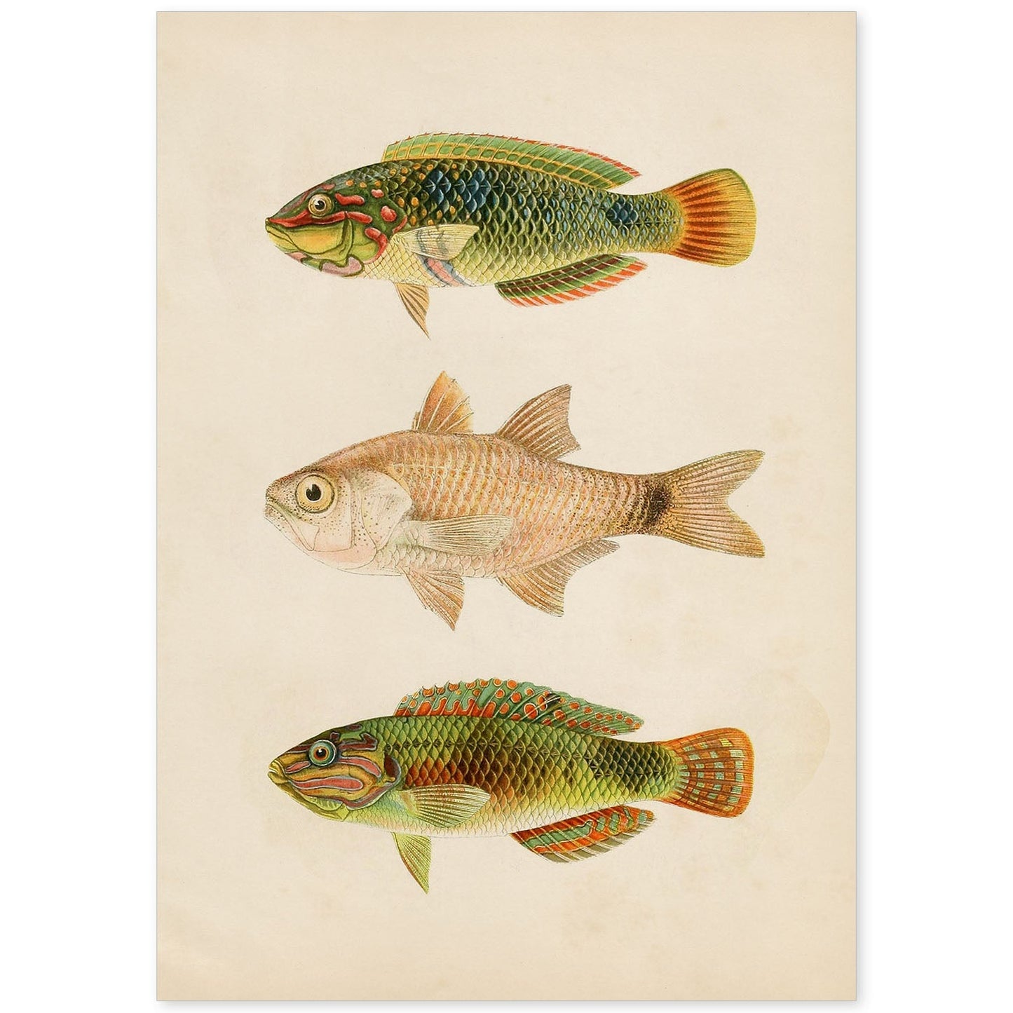 Lámina de tres peces verdes marron en , fondo papel vintage.-Artwork-Nacnic-A4-Sin marco-Nacnic Estudio SL
