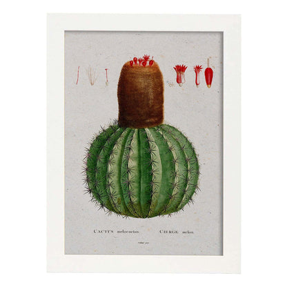 Lámina Naturaleza - 003. Pósters con ilustraciones en acuarela de Pierre-Joseph Redouté.-Artwork-Nacnic-A4-Marco Blanco-Nacnic Estudio SL