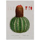 Lámina Naturaleza - 003. Pósters con ilustraciones en acuarela de Pierre-Joseph Redouté.-Artwork-Nacnic-A4-Sin marco-Nacnic Estudio SL