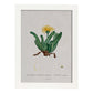 Lámina Naturaleza - 004. Pósters con ilustraciones en acuarela de Pierre-Joseph Redouté.-Artwork-Nacnic-A3-Marco Blanco-Nacnic Estudio SL