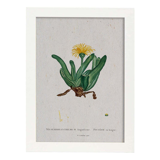 Lámina Naturaleza - 004. Pósters con ilustraciones en acuarela de Pierre-Joseph Redouté.-Artwork-Nacnic-A4-Marco Blanco-Nacnic Estudio SL