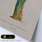 Lámina Naturaleza - 006. Pósters con ilustraciones en acuarela de Pierre-Joseph Redouté.-Artwork-Nacnic-Nacnic Estudio SL